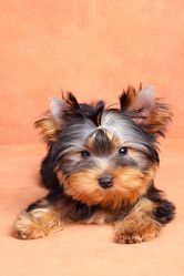 Similar image 367506