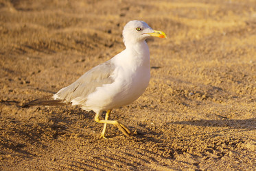 Similar image 367537