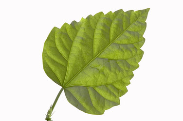 Similar image 368780