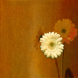 Similar image 369053