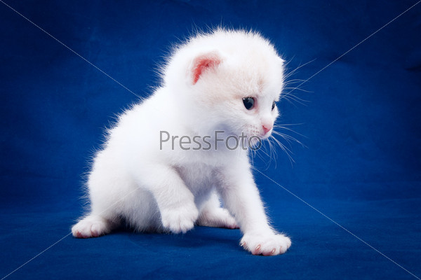 Фотография на тему Маленький пушистый котенок на синем фоне | PressFoto