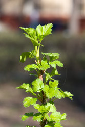 Similar image 370516