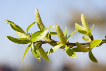 Similar image 370531