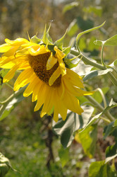 Similar image 370562