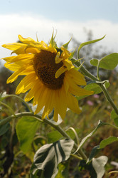 Similar image 370645