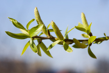 Similar image 371531