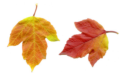 Similar image 372466