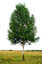 Similar image 372603