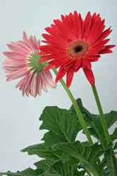 Similar image 372727