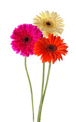 Similar image 373731