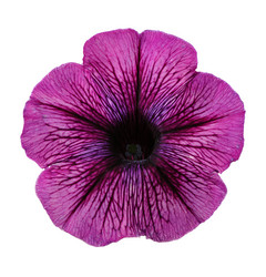 Similar image 374442