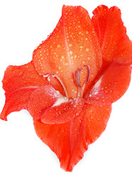 Similar image 375209