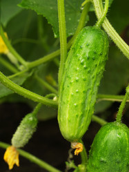 Similar image 375368