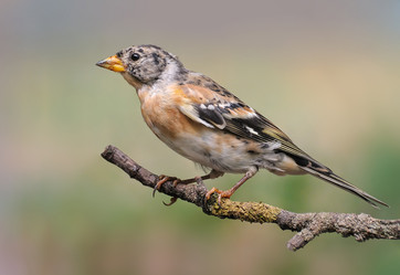 Similar image 375670