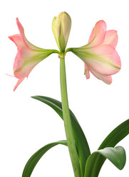 Similar image 375711