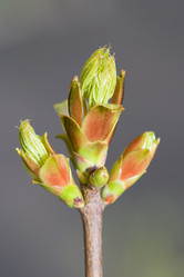 Similar image 375892