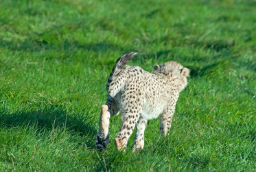 Similar image 376305