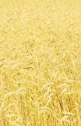 Similar image 378708