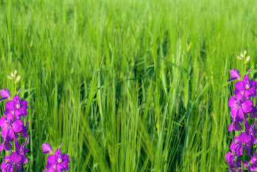 Similar image 380608