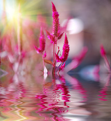 Similar image 381305