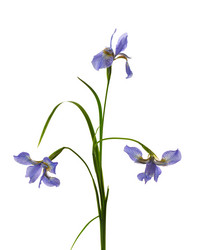 Similar image 381615