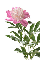 Similar image 381709