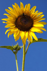 Similar image 382587