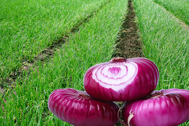 Similar image 382722