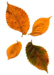 Similar image 383532