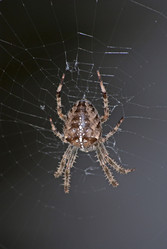 Similar image 383762