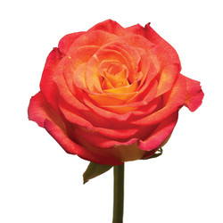 Similar image 384039