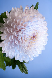 Similar image 384055