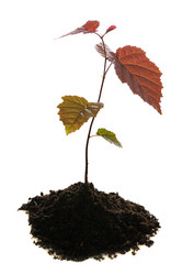 Similar image 384157