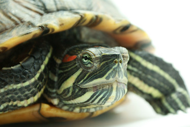 Similar image 384208