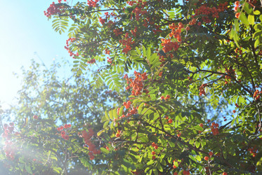 Similar image 384477