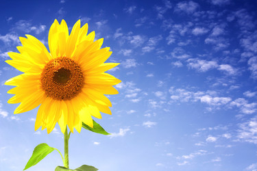 Similar image 385204