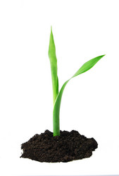 Similar image 385423