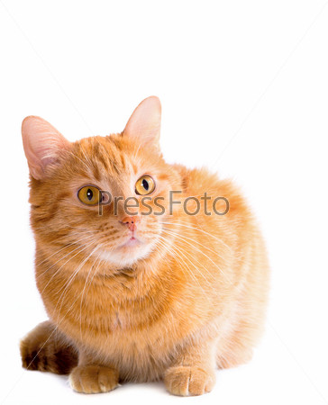 Фотография на тему Рыжая кошка на белом фоне | PressFoto