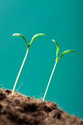 Similar image 387681