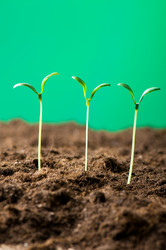 Similar image 387704