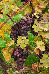 Similar image 388110