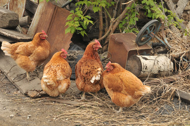 Similar image 388173