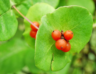 Similar image 390960