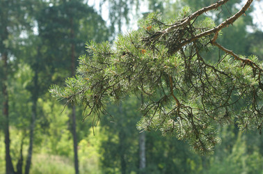 Similar image 393112