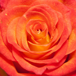 Similar image 396392