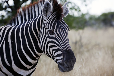 Similar image 396444