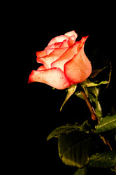 Similar image 396979