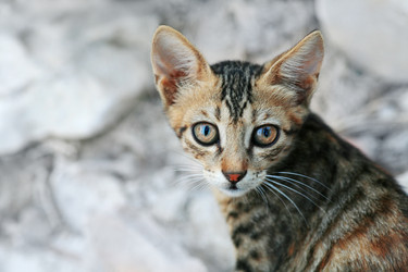 Similar image 397011