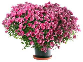 Similar image 397271