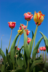 Similar image 397373